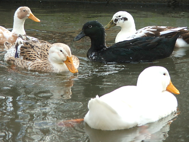 Stressed Goose