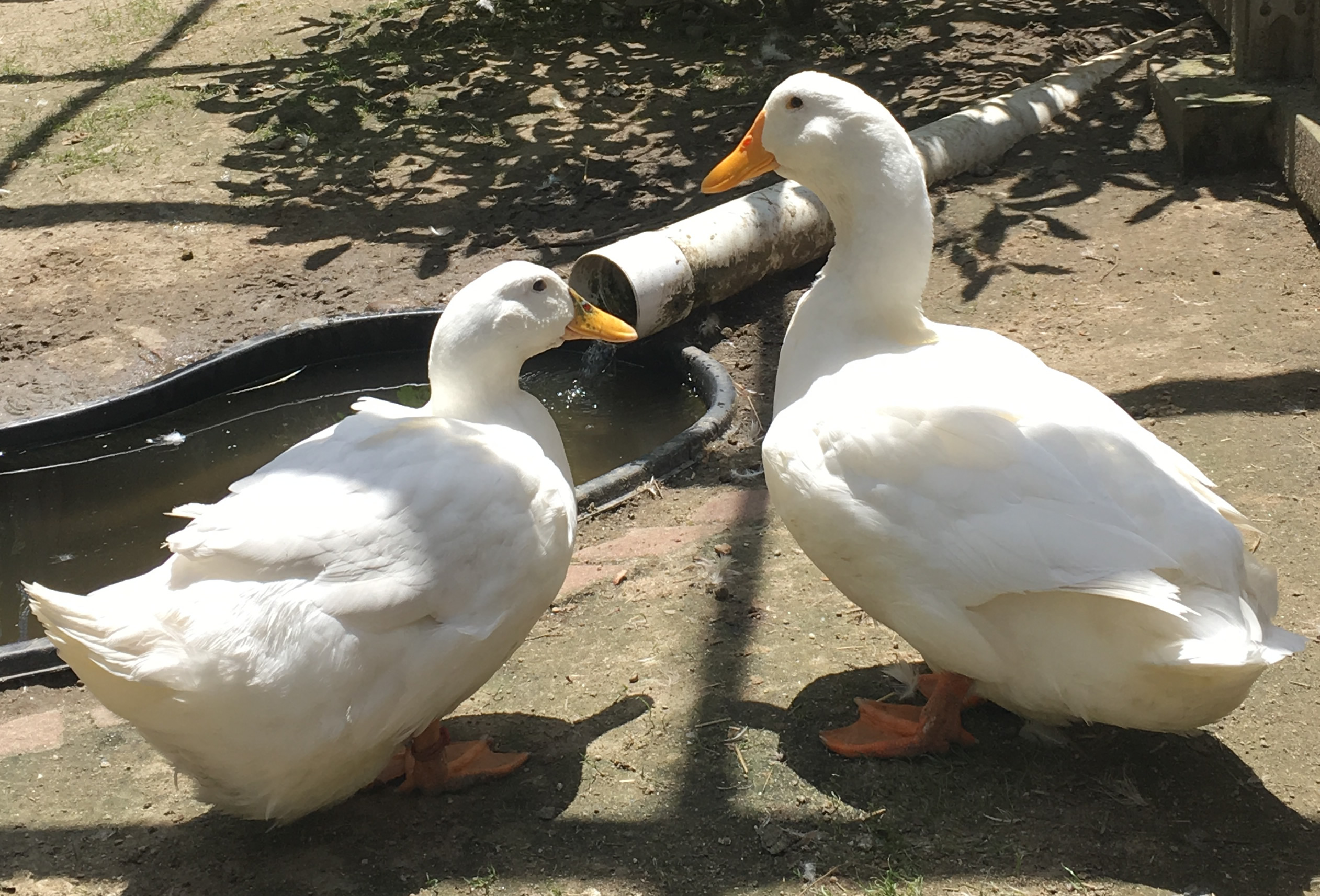 Majestic Waterfowl Sanctuary - Profiles of Ducks and Geese Available