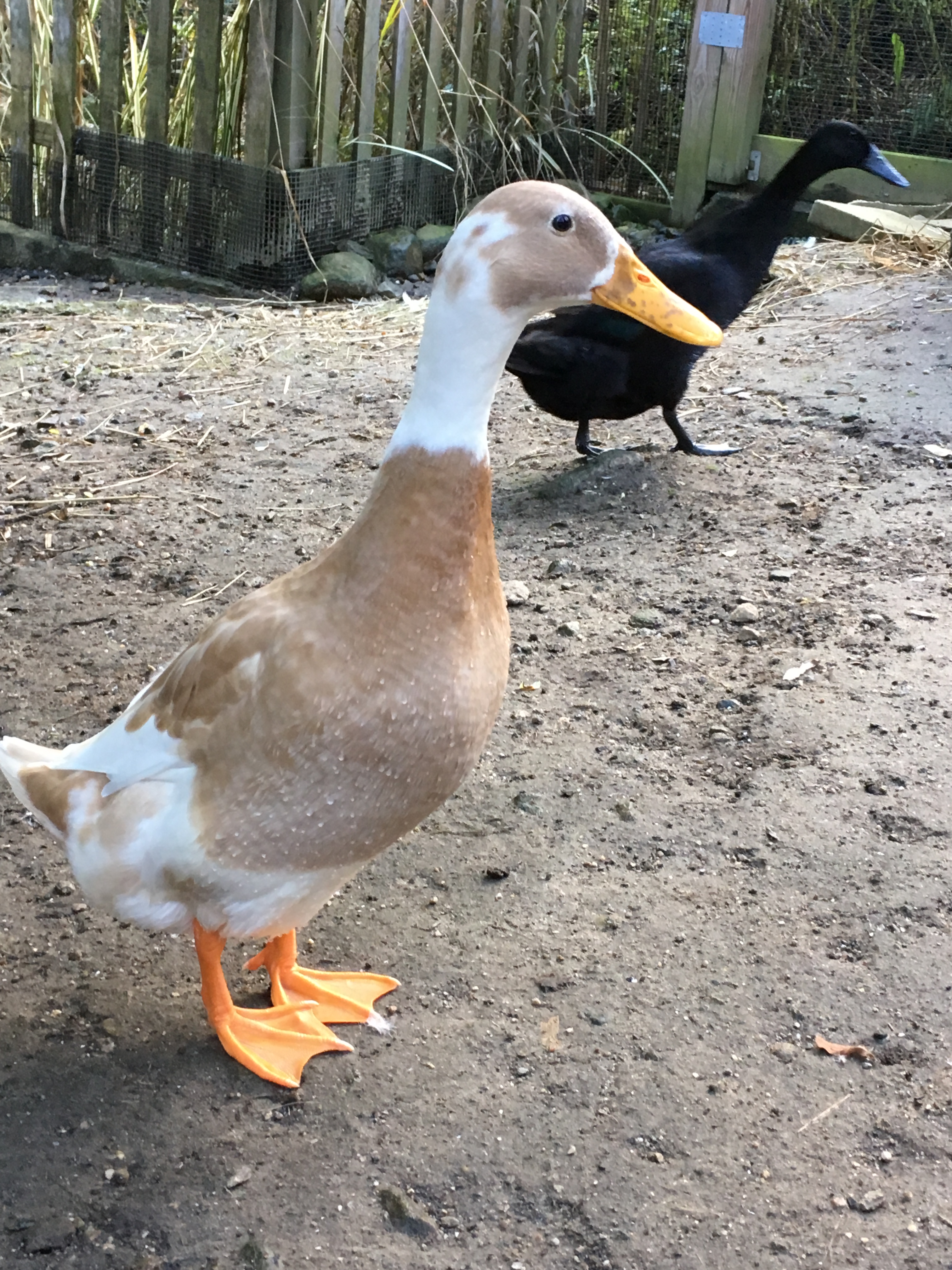 Goose, Goose, Duck: Flock adopts duckling as one of their own on