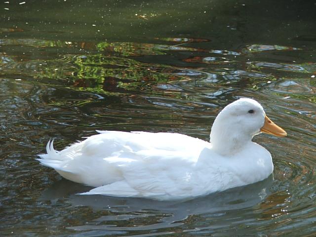 http://www.majesticwaterfowl.org/images/Miri%20drake%20tail.JPG