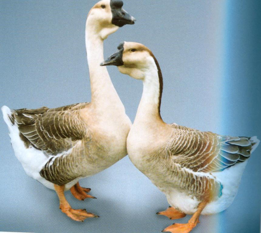 Female Goose Facts & ID (Male vs Female)