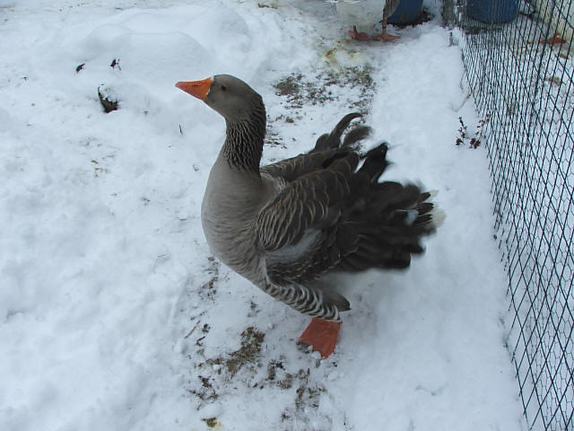 Stressed Goose