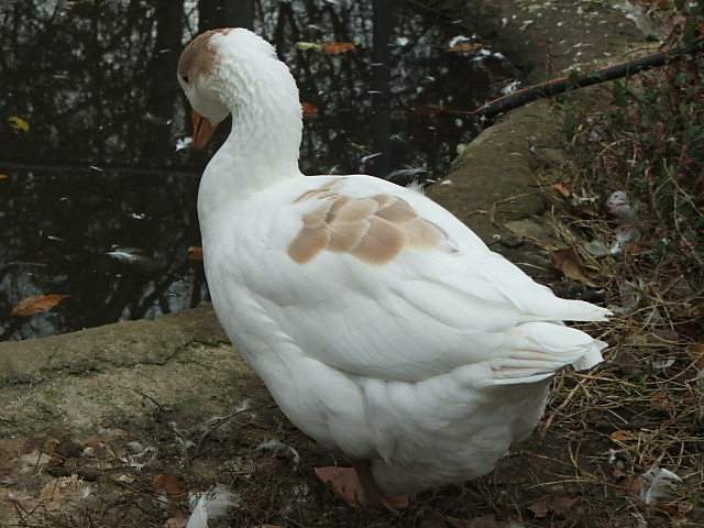 American Saddleback Pomeranian Geese