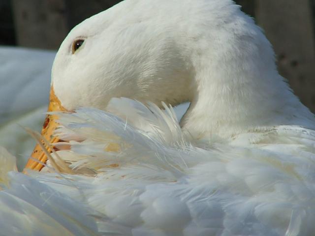 duck vet near me