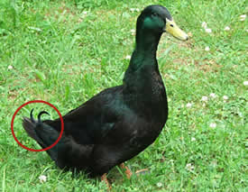 http://www.majesticwaterfowl.org/images/jeffreytail.jpg