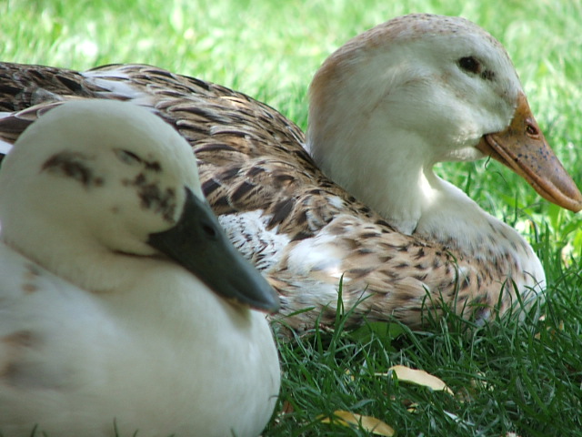 duck vet near me