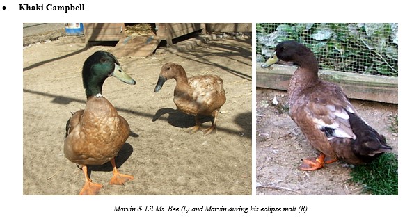 Ducks have veeeery long legs : r/memes