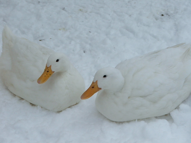 Stressed Goose