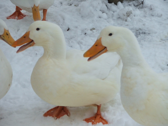 Stressed Goose